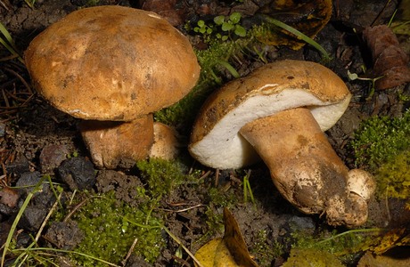Hasenröhrling (Gyroporus castaneus) - © Heinz Prelicz